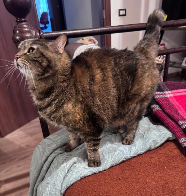 PILLOLA: MICIA DI  12 ANNI CERCA FAMIGLIA Foto 4