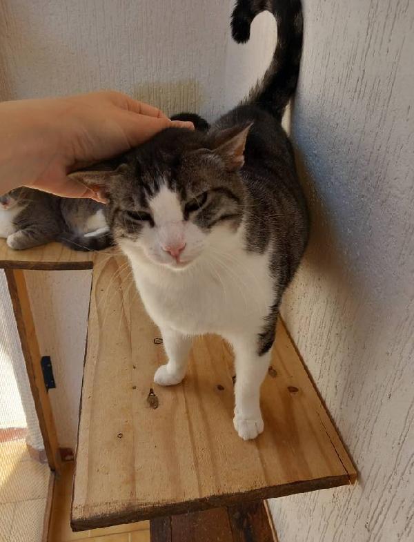 Tenera micia in adozione, SISSI! Foto 3