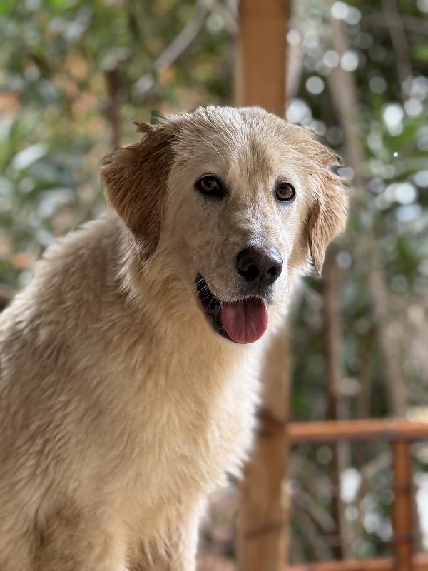 🌸🐾 NANCY 🐾🌸 splendida cagnolina taglia medio contenuta in adozione  Foto 2
