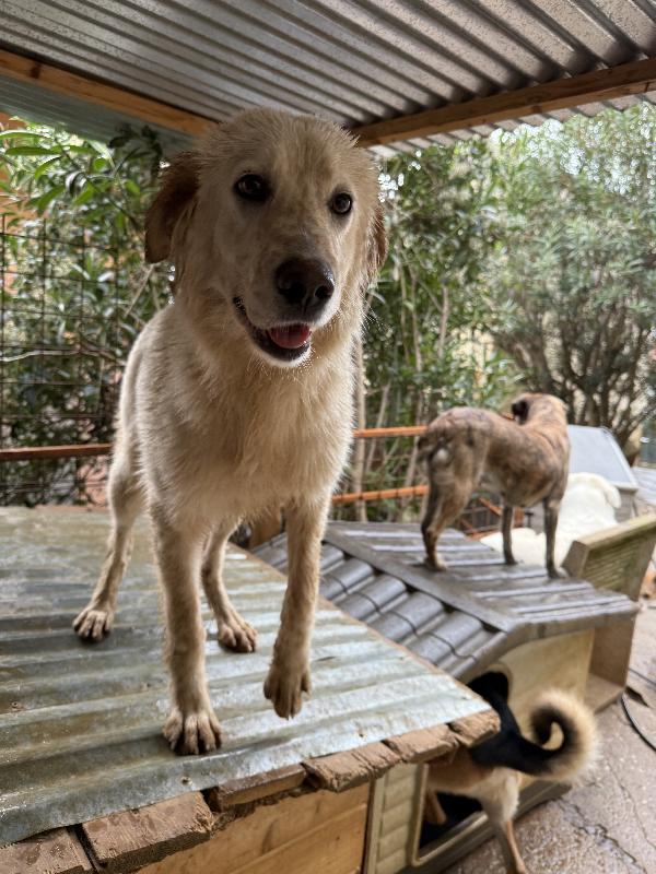 🌸🐾 NANCY 🐾🌸 splendida cagnolina taglia medio contenuta in adozione  Foto 5