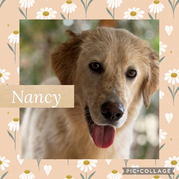 💖🐾 Nancy 🐾💖 Stupenda Cagnolina Taglia Media Contenuta In Adozione 