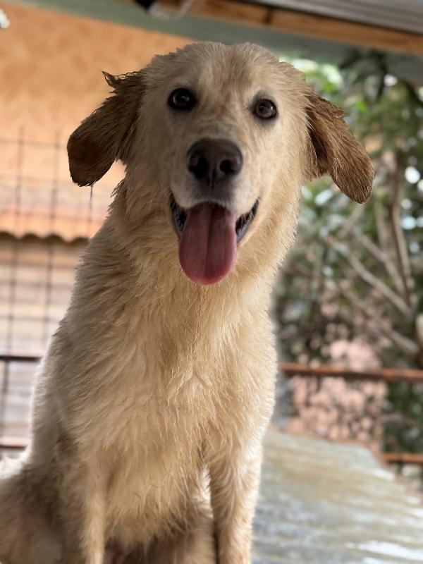 💖🐾 nancy 🐾💖 stupenda cagnolina taglia media contenuta in adozione  Foto 5