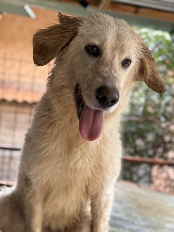 💖🐾 nancy 🐾💖 stupenda cagnolina taglia media contenuta in adozione  Foto 6