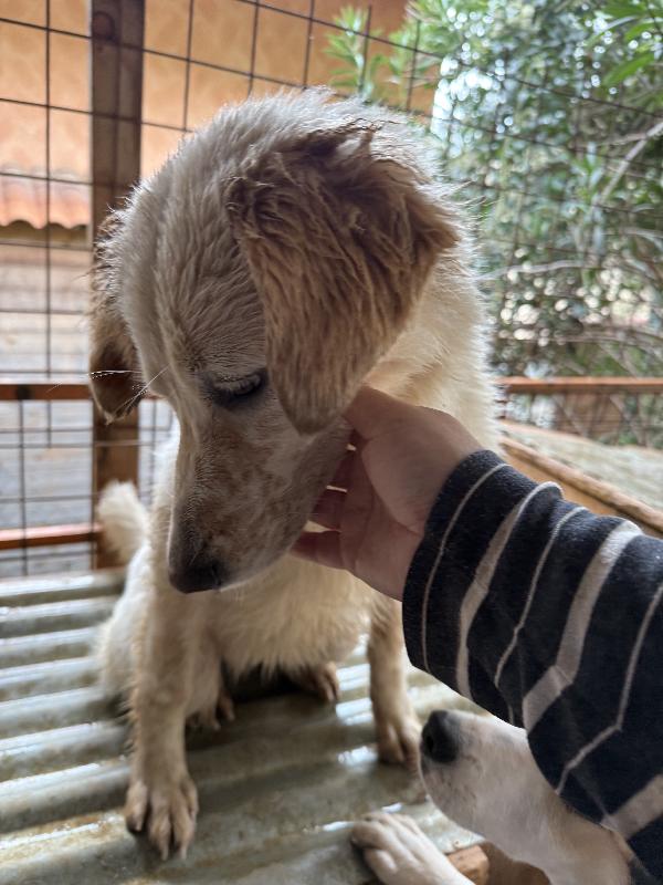 💖🐾 nancy 🐾💖 stupenda cagnolina taglia media contenuta in adozione  Foto 8