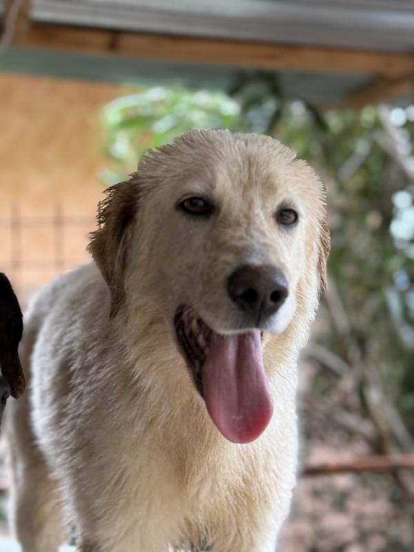 💕🐾 nancy 🐾💕 dolcissima cagnolina taglia media contenuta in adozione  Foto 4