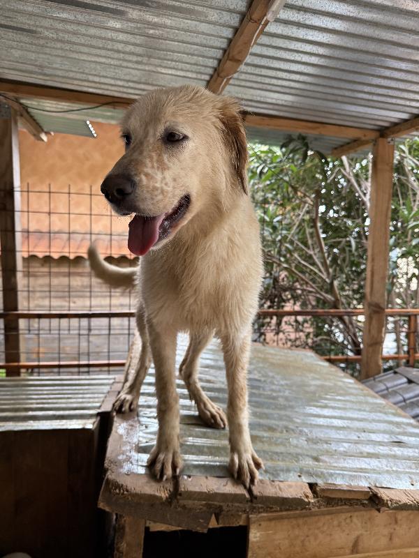 💕🐾 nancy 🐾💕 dolcissima cagnolina taglia media contenuta in adozione  Foto 6