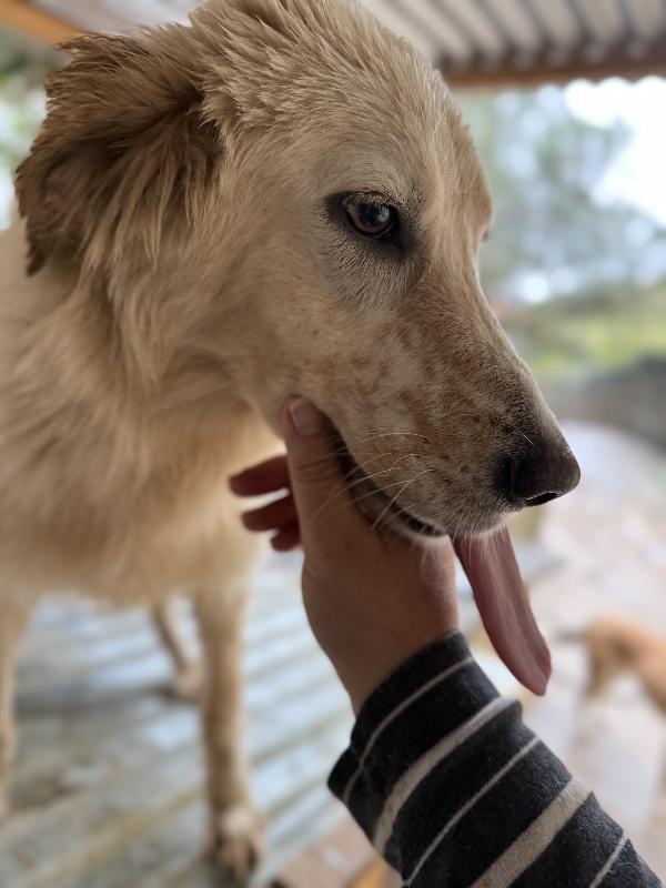 💕🐾 nancy 🐾💕 dolcissima cagnolina taglia media contenuta in adozione  Foto 10