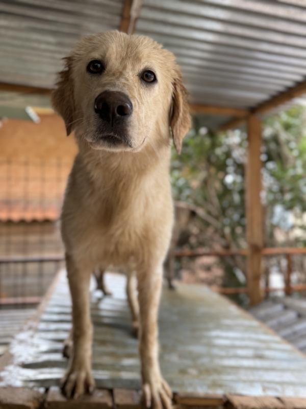 💐🐾 nancy 🐾💐 bellissima e dolce taglia media contenuta in adozione  Foto 2