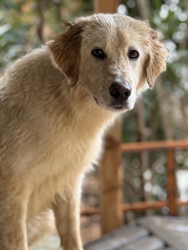 💐🐾 nancy 🐾💐 bellissima e dolce taglia media contenuta in adozione  Foto 3