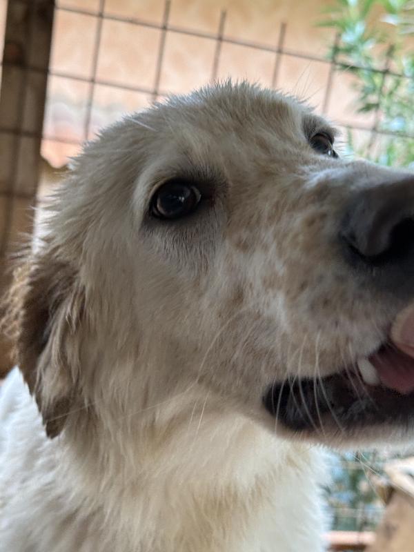 💐🐾 nancy 🐾💐 bellissima e dolce taglia media contenuta in adozione  Foto 8