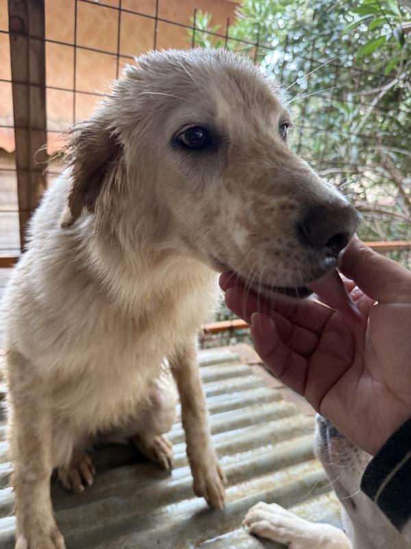 💐🐾 nancy 🐾💐 bellissima e dolce taglia media contenuta in adozione  Foto 9