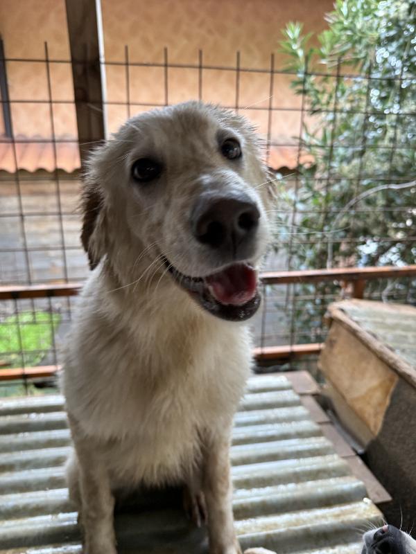 💐🐾 nancy 🐾💐 bellissima e dolce taglia media contenuta in adozione  Foto 10