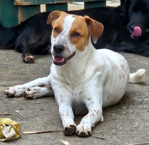 Miele Mix Breton/Labrador 
