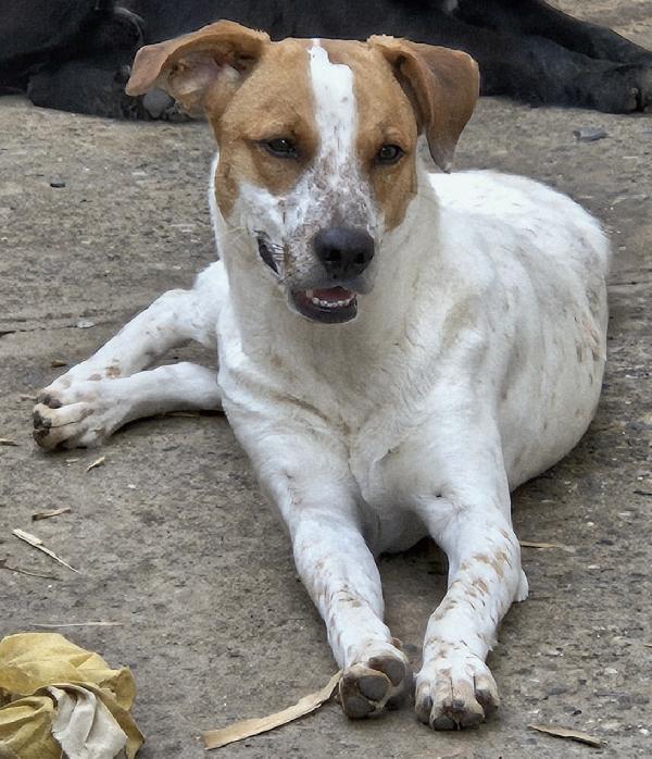 MIELE MIX BRETON/LABRADOR  Foto 2