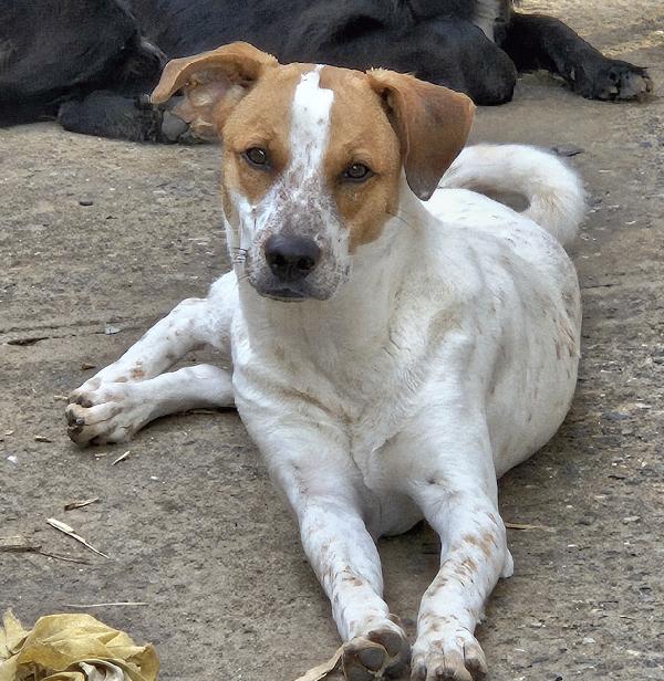 MIELE MIX BRETON/LABRADOR  Foto 3