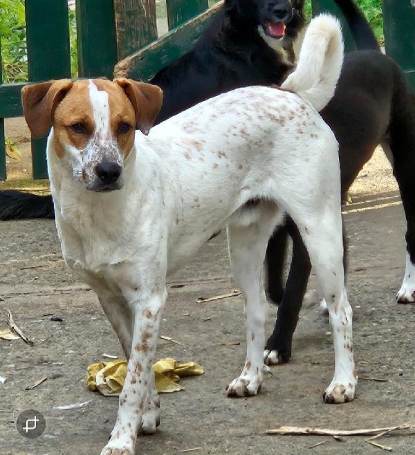 MIELE MIX BRETON/LABRADOR  Foto 4