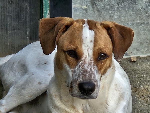 MIELE MIX BRETON/LABRADOR  Foto 5