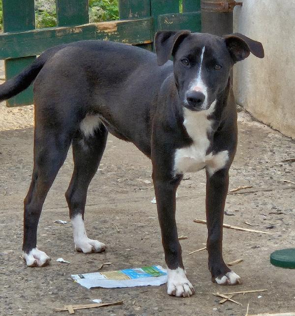 Maya Mix Labradorina 