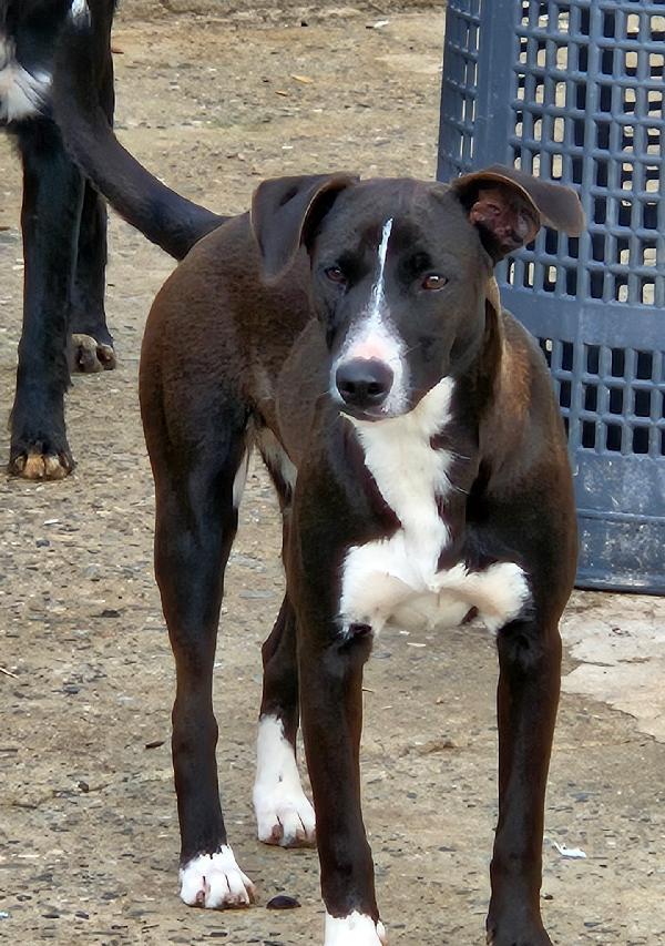 MAYA MIX LABRADORINA  Foto 2