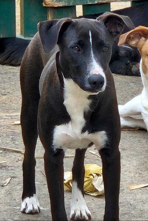 MAYA MIX LABRADORINA  Foto 3