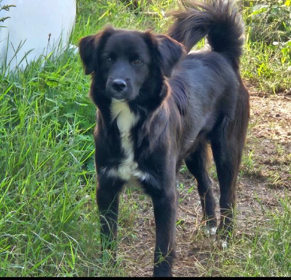 Marvin Mix Border Collie 