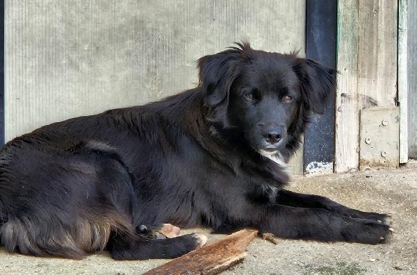 MARVIN MIX BORDER COLLIE  Foto 2