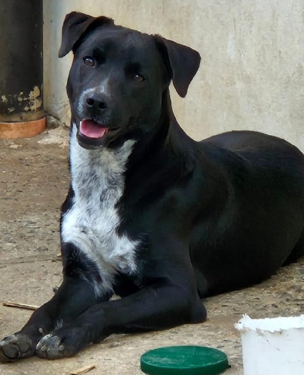 Micky Mix Labradorino 