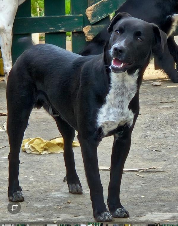 MICKY MIX LABRADORINO  Foto 2