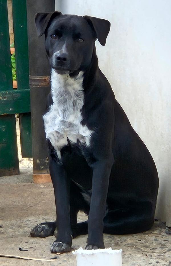 MICKY MIX LABRADORINO  Foto 3