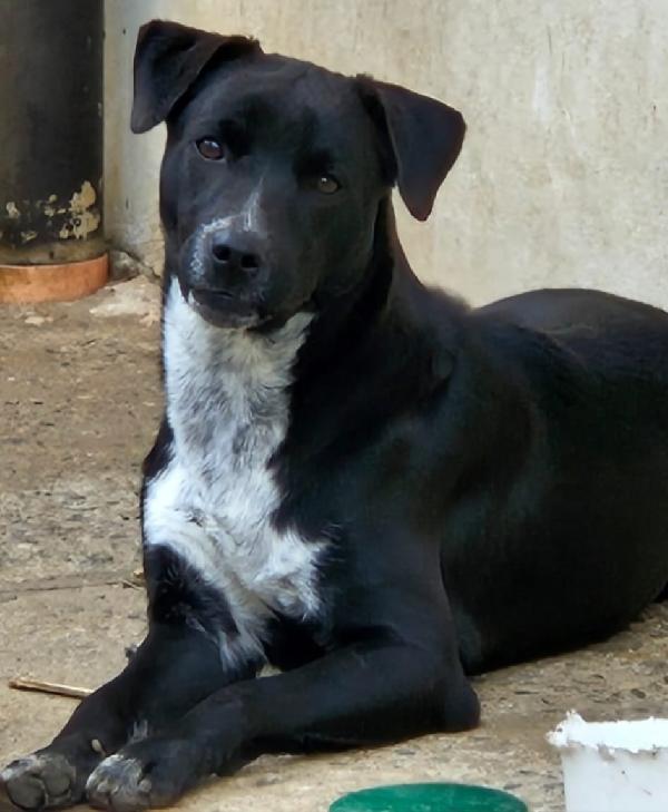 MICKY MIX LABRADORINO  Foto 4