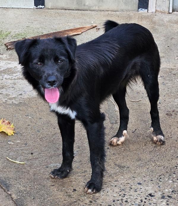 MICKY MIX LABRADORINO  Foto 5