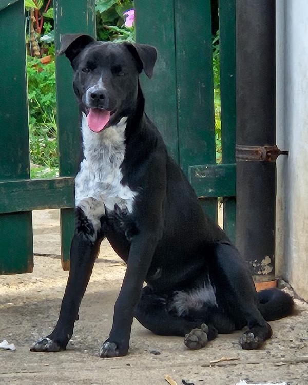 MICKY MIX LABRADORINO  Foto 6