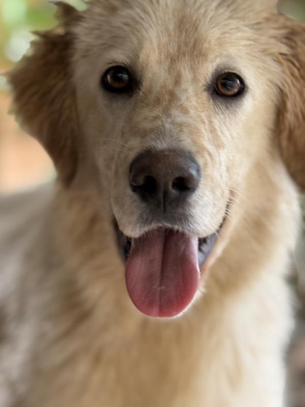 🌼🐾 nancy 🐾🌼 dolcissima simil golden taglia media contenuta in adozione  Foto 3