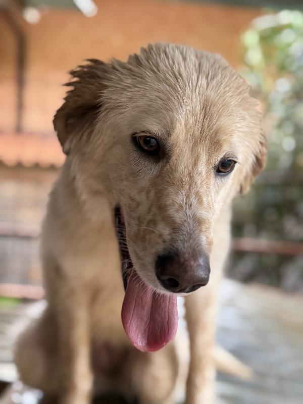 🌼🐾 nancy 🐾🌼 dolcissima simil golden taglia media contenuta in adozione  Foto 4