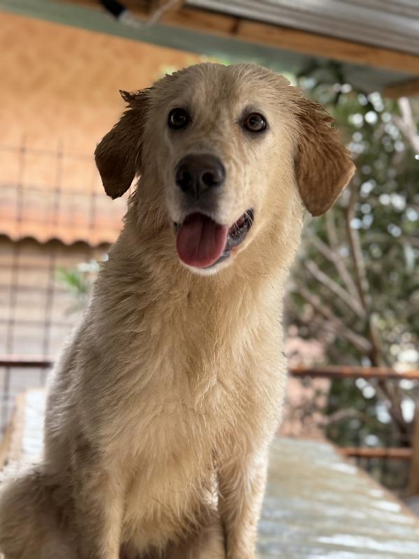 🌼🐾 nancy 🐾🌼 dolcissima simil golden taglia media contenuta in adozione  Foto 6