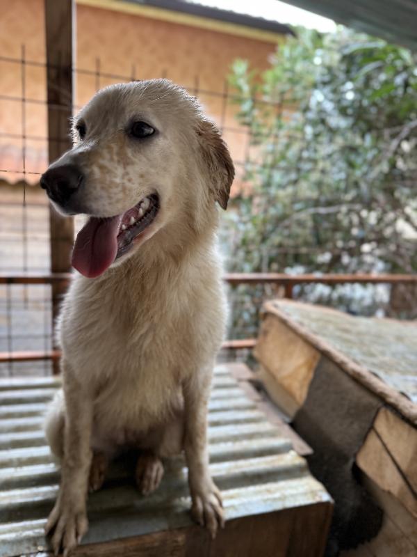 🌼🐾 nancy 🐾🌼 dolcissima simil golden taglia media contenuta in adozione  Foto 8