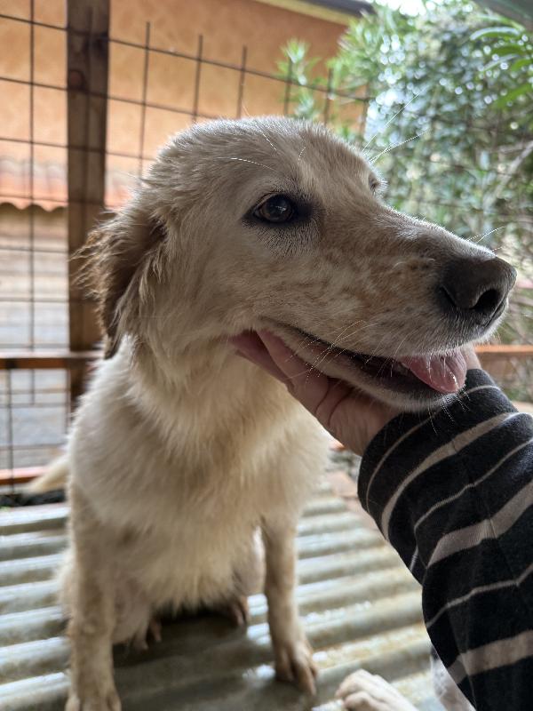 🌼🐾 nancy 🐾🌼 dolcissima simil golden taglia media contenuta in adozione  Foto 9