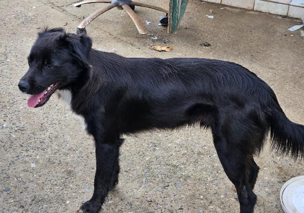 MILO MIX BORDER COLLIE  Foto 2