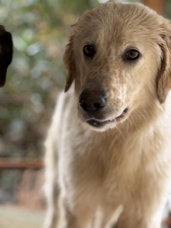 🌺🐾 nancy 🐾🌺 bellissima e dolce taglia media contenuta in adozione  Foto 2