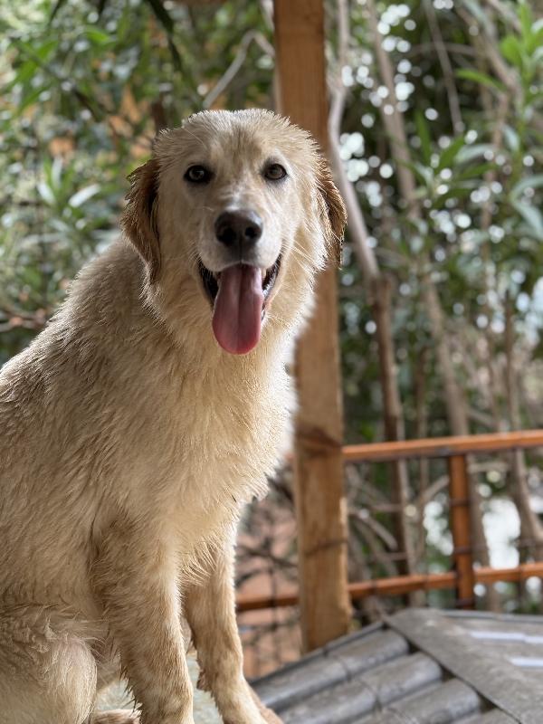 🌺🐾 nancy 🐾🌺 bellissima e dolce taglia media contenuta in adozione  Foto 3