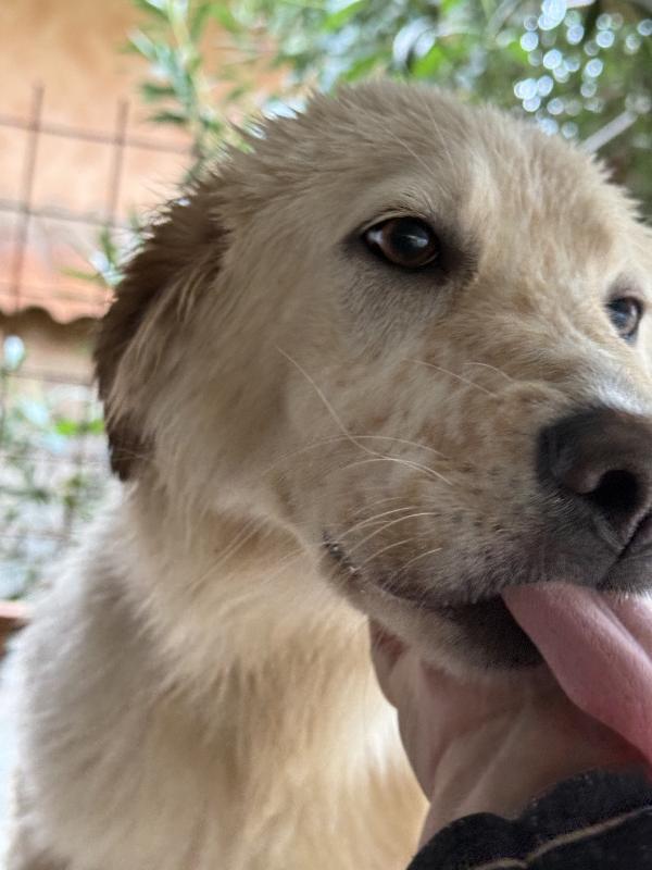 🌺🐾 nancy 🐾🌺 bellissima e dolce taglia media contenuta in adozione  Foto 5