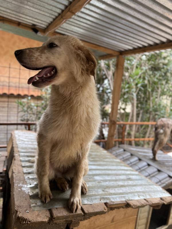 🌺🐾 nancy 🐾🌺 bellissima e dolce taglia media contenuta in adozione  Foto 7