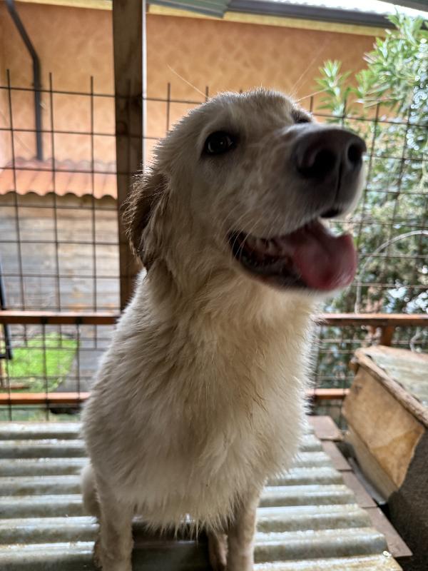 🌺🐾 nancy 🐾🌺 bellissima e dolce taglia media contenuta in adozione  Foto 9