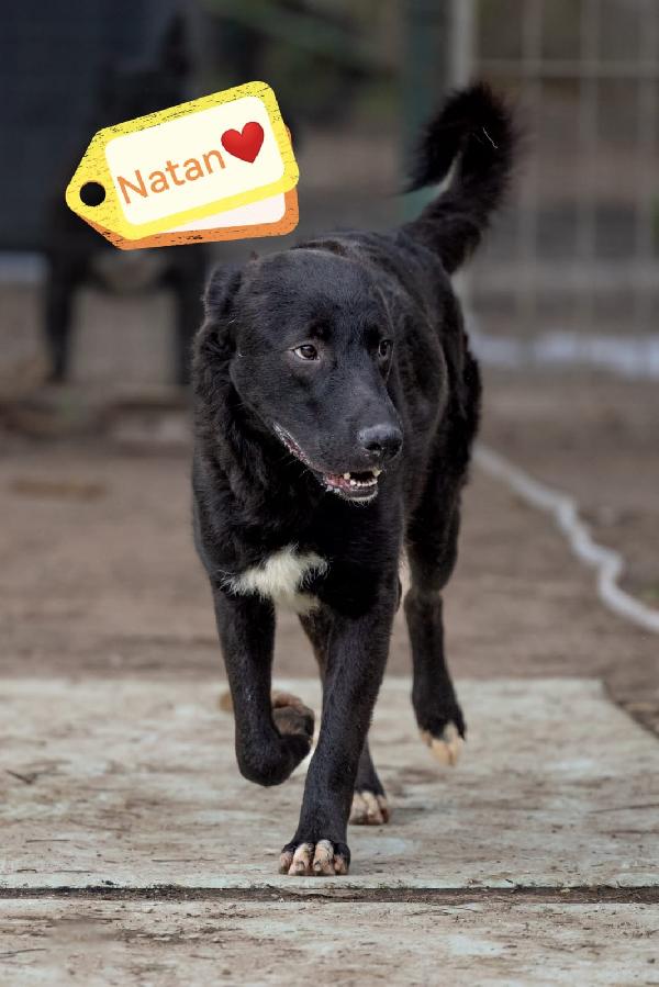 Natan Splendido Giovanotto Cerca Amorevole Famiglia 