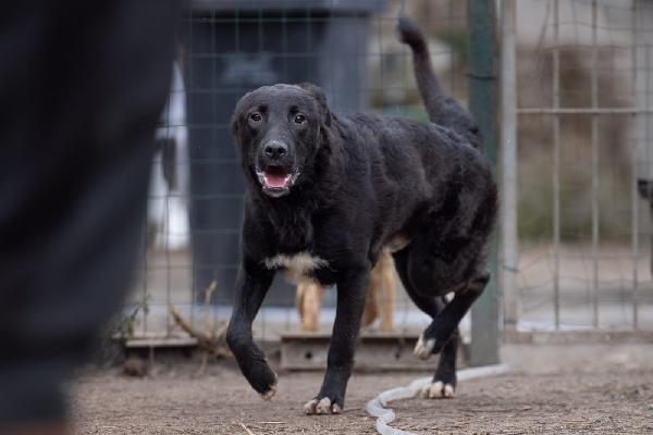 Natan splendido giovanotto cerca amorevole famiglia  Foto 5