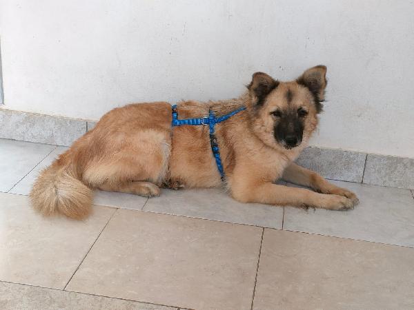 Brando meraviglioso giovane simil volpino cerca famiglia  Foto 2