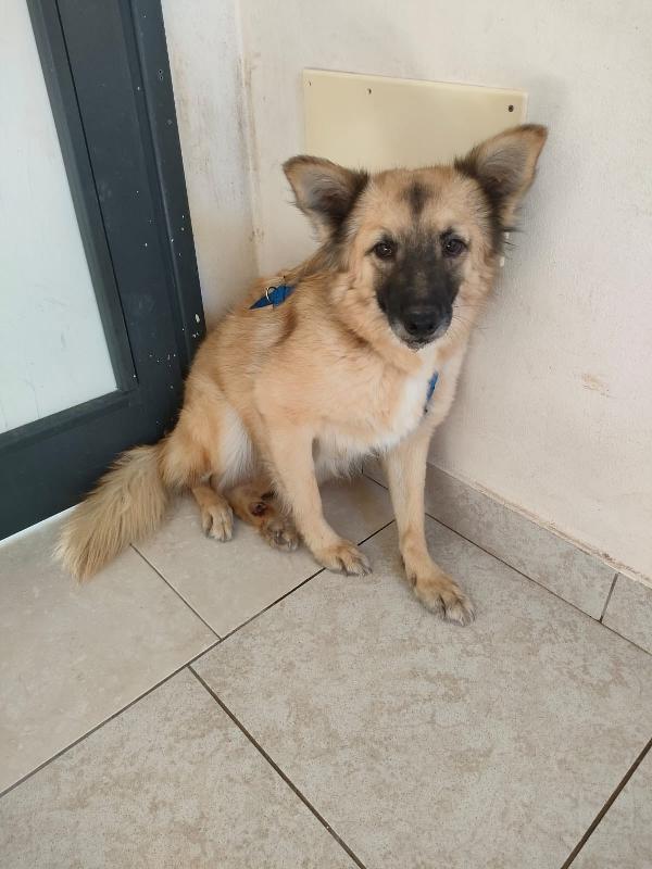 Brando meraviglioso giovane simil volpino cerca famiglia  Foto 3