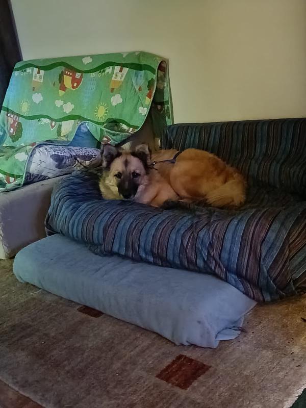 Brando meraviglioso giovane simil volpino cerca famiglia  Foto 4