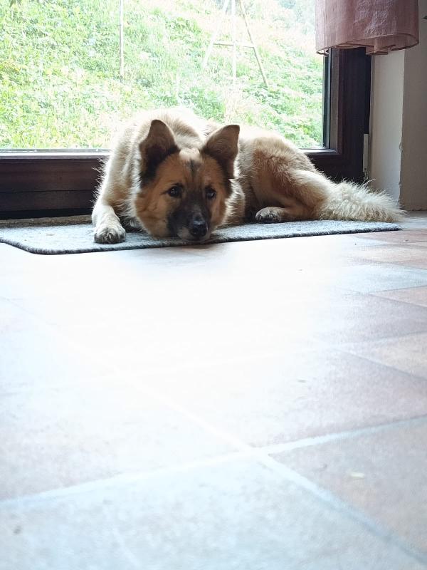 Brando meraviglioso giovane simil volpino cerca famiglia  Foto 5
