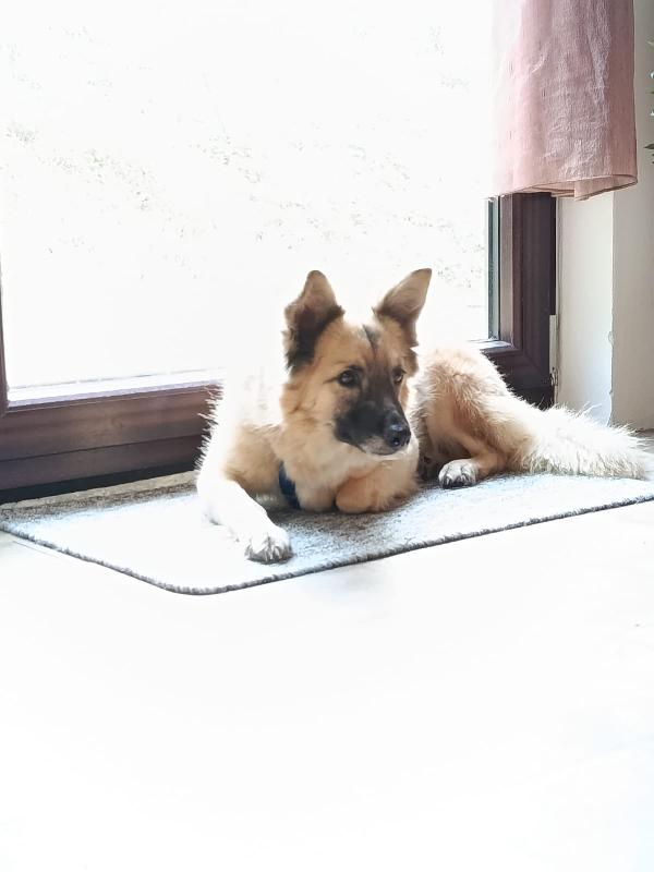 Brando meraviglioso giovane simil volpino cerca famiglia  Foto 6